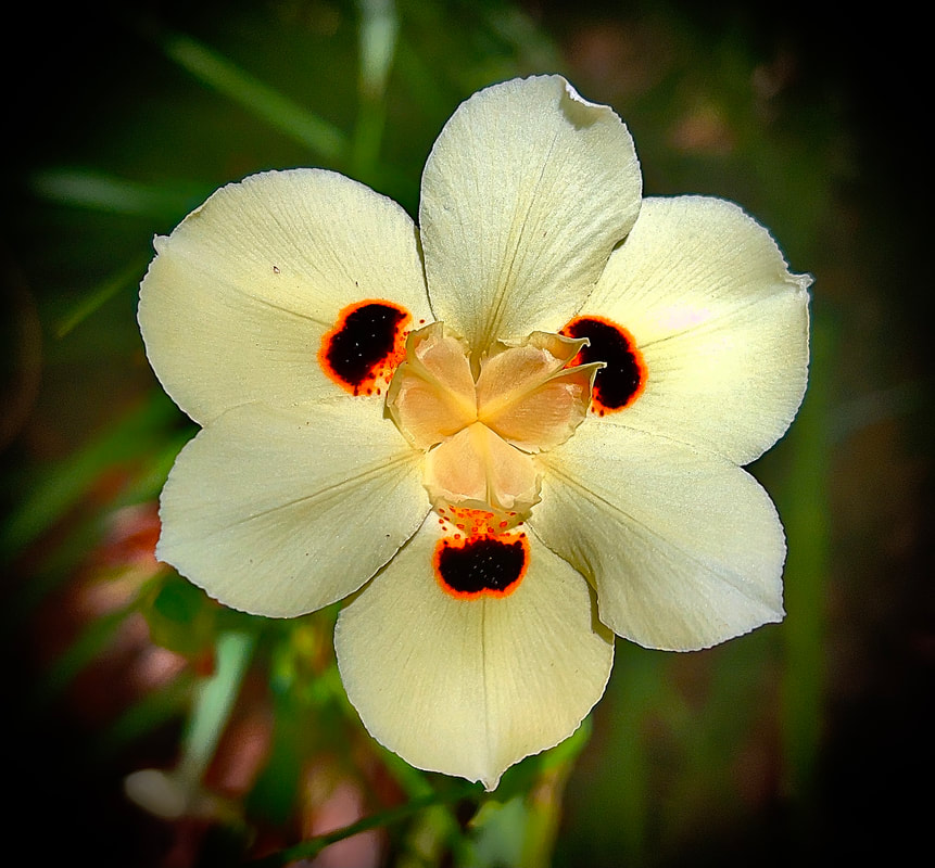 White African Iris